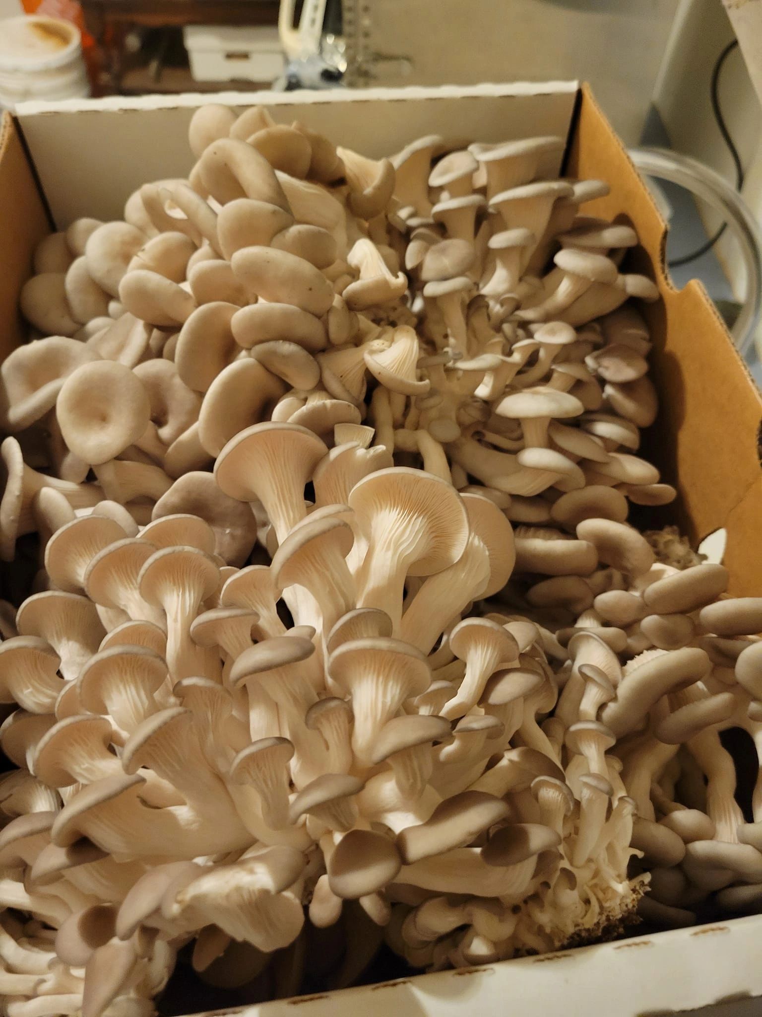 Berry Fungi Farms